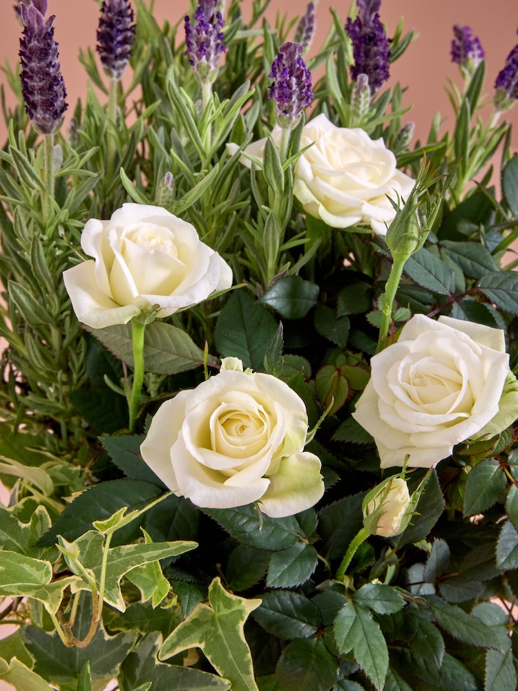Lilac/White Lavender and Rose Real Plant in Pail - Image 2 of 4