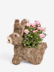 Pink Scented Rose Real Plant in Bunny Planter - Image 3 of 4