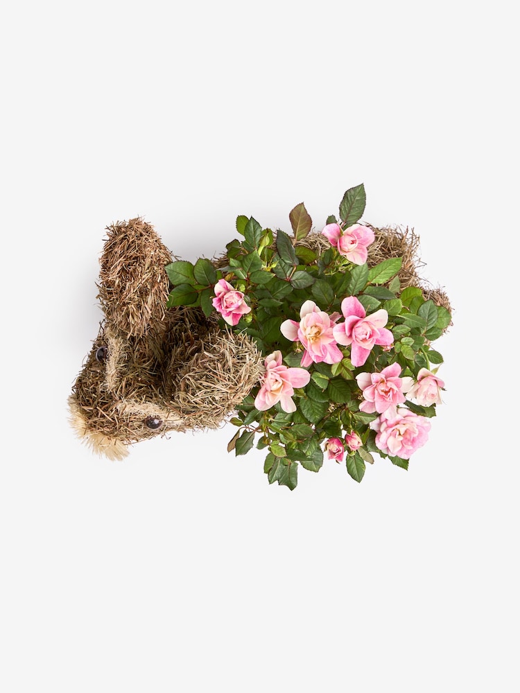 Pink Scented Rose Real Plant in Bunny Planter - Image 4 of 4