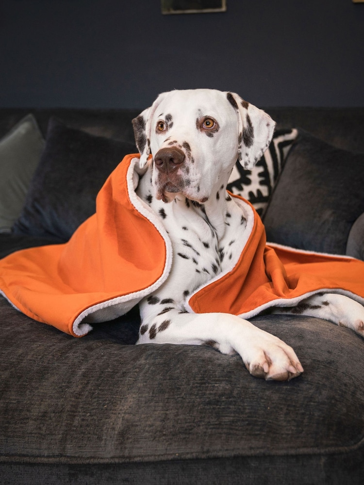 Lords and Labradors Velvet Pumpkin Blanket - Image 1 of 3