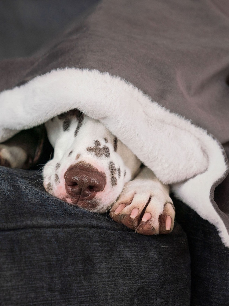 Lords and Labradors Velvet Silt Blanket - Image 2 of 3