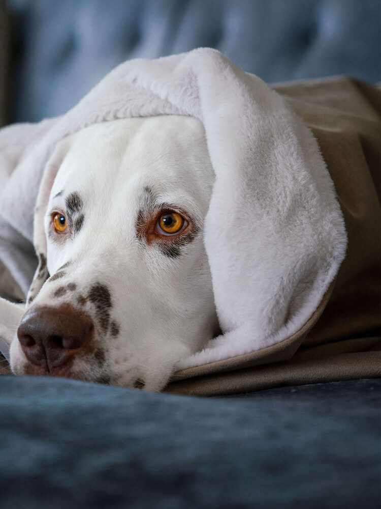 Lords and Labradors Velvet Clay Blanket - Image 1 of 1 Lords and Labradors Velvet Clay Blanket - Image 1 of 1