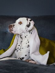 Lords and Labradors Velvet Olive Blanket - Image 1 of 3