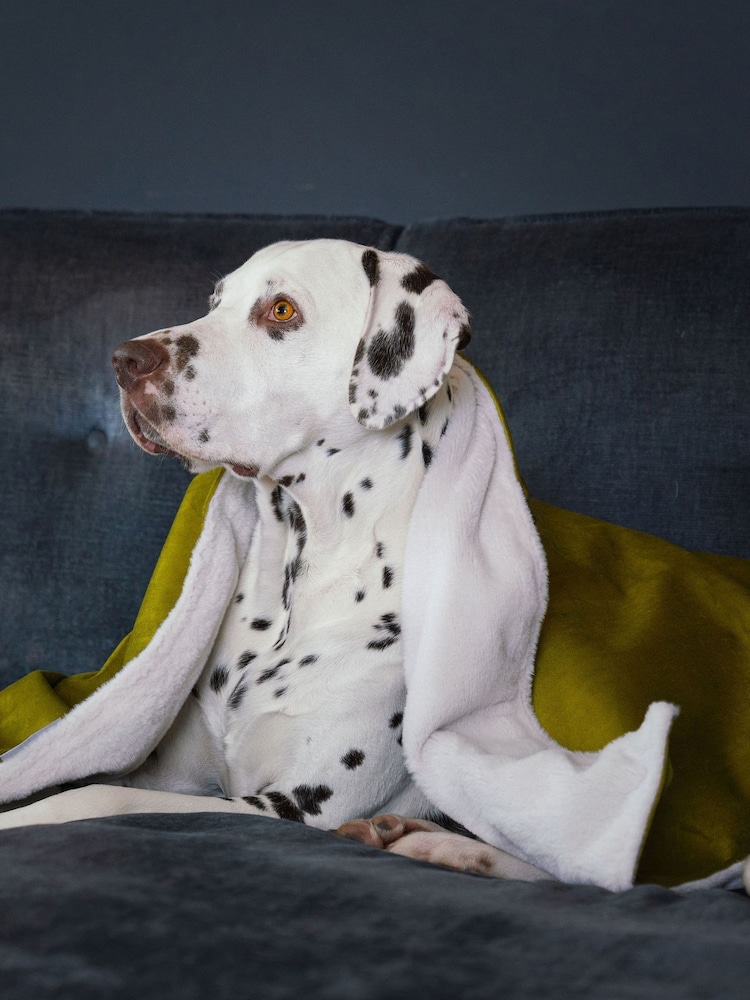 Lords and Labradors Velvet Olive Blanket - Image 1 of 3