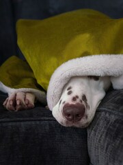 Lords and Labradors Velvet Olive Blanket - Image 3 of 3