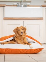 Lords and Labradors Velvet Pumpkin Sleepy Burrows Bed 30 - Image 2 of 3