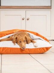 Lords and Labradors Velvet Pumpkin Sleepy Burrows Bed 30 - Image 3 of 3