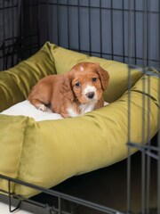 Lords and Labradors Velvet Olive L&L Cosy & Calm w/inner Velvet Olive M - Image 1 of 3
