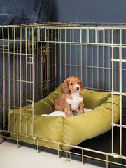 Lords and Labradors Velvet Olive L&L Cosy & Calm w/inner Velvet Olive M - Image 2 of 3