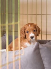 Lords and Labradors Velvet Silt Cosy and Calm Box Bed M - Image 3 of 3