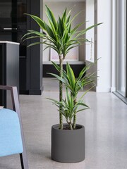 Beards & Daisies Graphite Real Dracaena Lemon Lime Plant in Earthenware Pot - Image 1 of 3