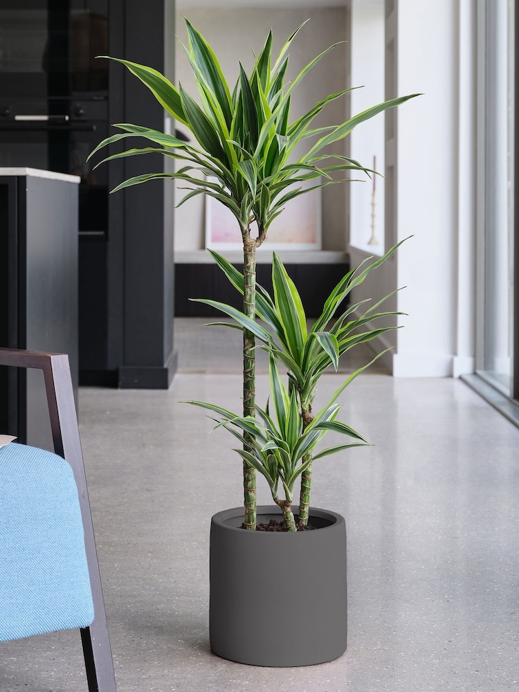 Beards & Daisies Graphite Real Dracaena Lemon Lime Plant in Earthenware Pot - Image 1 of 3