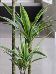 Beards & Daisies Graphite Real Dracaena Lemon Lime Plant in Earthenware Pot - Image 2 of 3