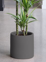 Beards & Daisies Graphite Real Dracaena Lemon Lime Plant in Earthenware Pot - Image 3 of 3