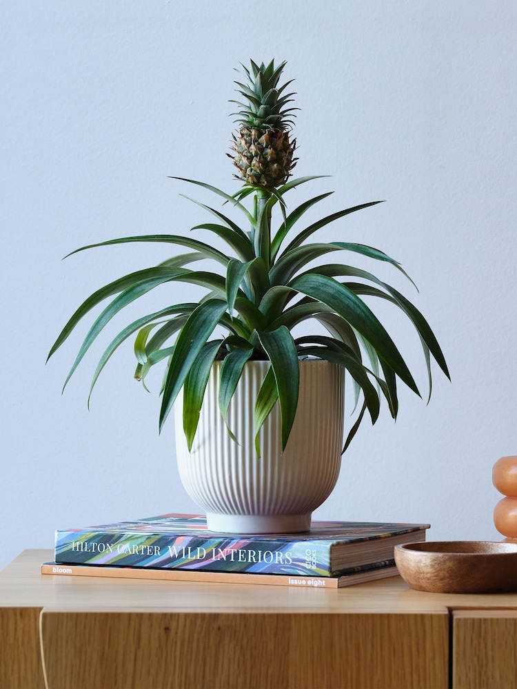 Beards & Daisies White Real Pineapple Plant in Ribbed Pot - Image 1 of 4 Beards & Daisies White Real Pineapple Plant in Ribbed Pot - Image 1 of 4