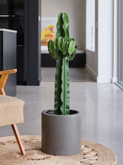 Beards & Daisies Graphite Real Euphorbia Trigona Plant in Earthenware Pot - Image 1 of 4