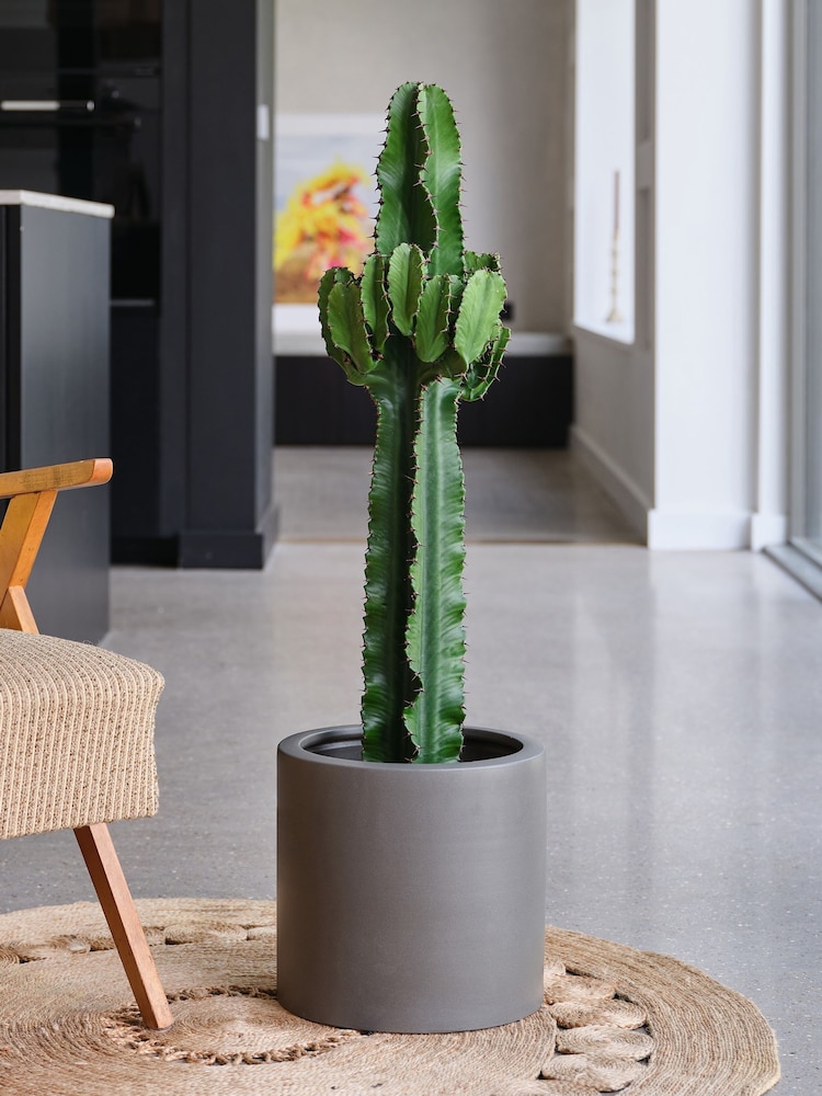 Beards & Daisies Graphite Real Euphorbia Trigona Plant in Earthenware Pot - Image 1 of 4 Beards & Daisies Graphite Real Euphorbia Trigona Plant in Earthenware Pot - Image 1 of 4