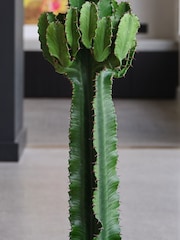 Beards & Daisies Graphite Real Euphorbia Trigona Plant in Earthenware Pot - Image 3 of 4