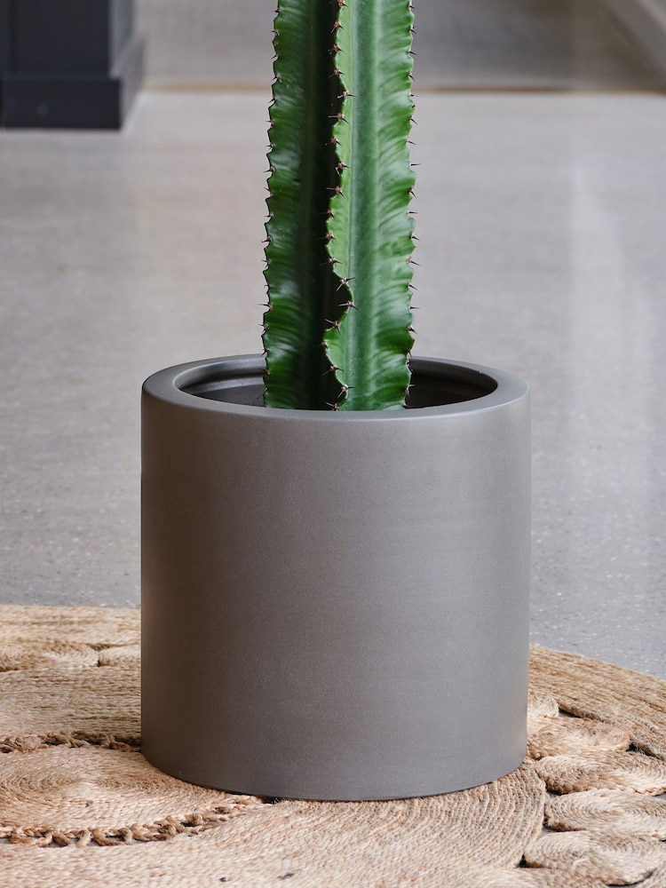 Beards & Daisies Graphite Real Euphorbia Trigona Plant in Earthenware Pot - Image 4 of 4