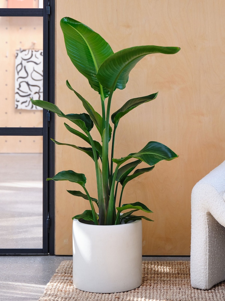 Beards & Daisies Oyster Real Strelitzia Plant in Earthenware Pot - Image 1 of 3
