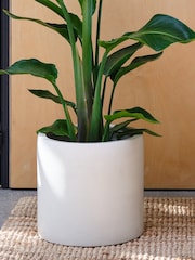 Beards & Daisies Oyster Real Strelitzia Plant in Earthenware Pot - Image 2 of 3