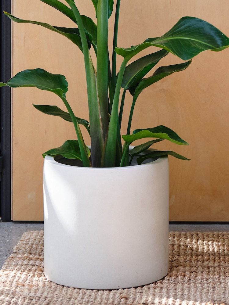 Beards & Daisies Oyster Real Strelitzia Plant in Earthenware Pot - Image 2 of 3