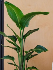 Beards & Daisies Oyster Real Strelitzia Plant in Earthenware Pot - Image 3 of 3