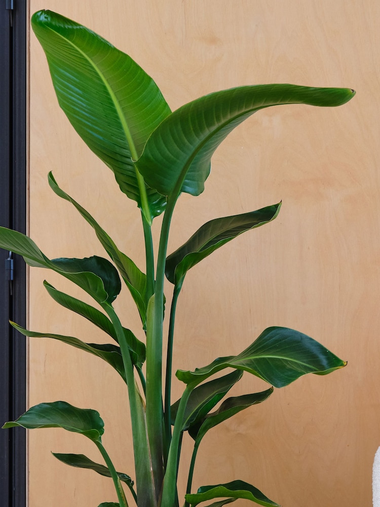 Beards & Daisies Oyster Real Strelitzia Plant in Earthenware Pot - Image 3 of 3