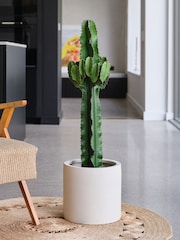 Beards & Daisies Oyster Real Euphorbia Trigona Plant in Earthenware Pot - Image 1 of 4