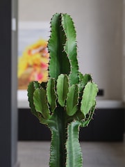 Beards & Daisies Oyster Real Euphorbia Trigona Plant in Earthenware Pot - Image 2 of 4