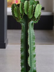 Beards & Daisies Oyster Real Euphorbia Trigona Plant in Earthenware Pot - Image 3 of 4