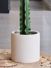Beards & Daisies Oyster Real Euphorbia Trigona Plant in Earthenware Pot - Image 4 of 4