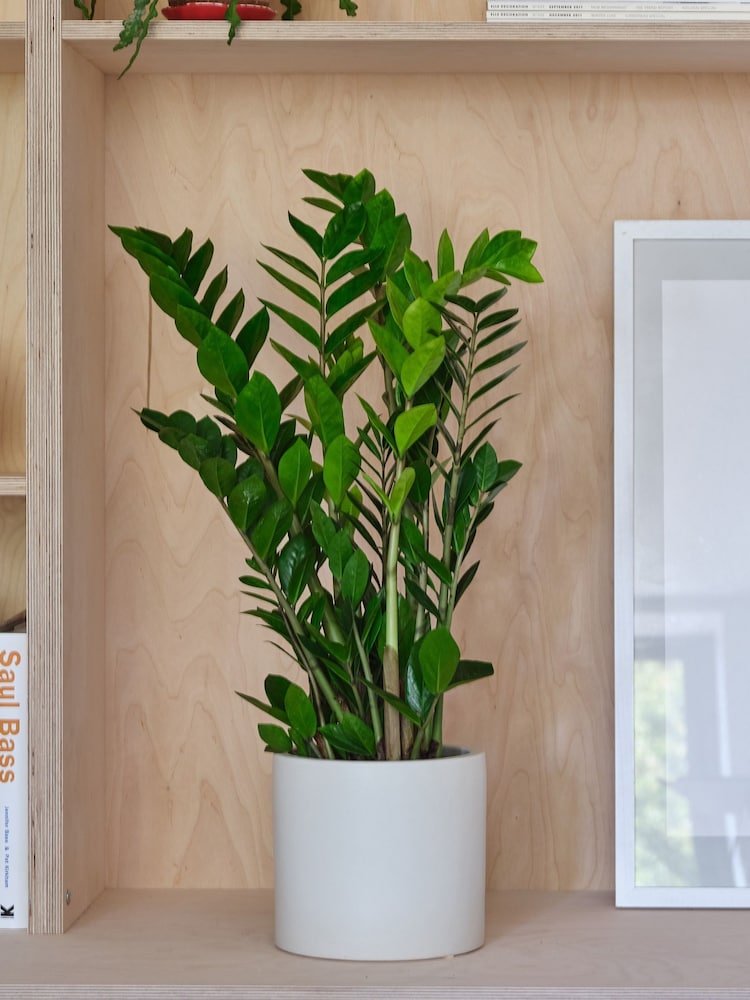 Beards & Daisies Oyster Real ZZ Plant in Earthenware Pot - Image 1 of 3