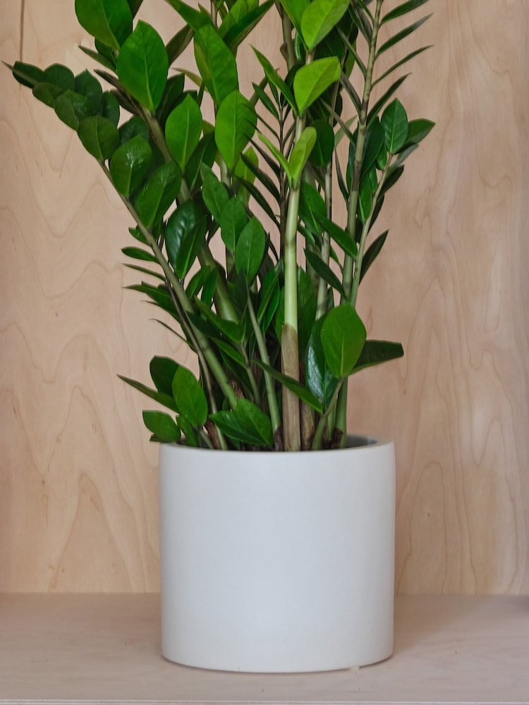 Beards & Daisies Oyster Real ZZ Plant in Earthenware Pot - Image 3 of 3