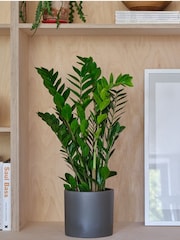Beards & Daisies Graphite Real ZZ Plant in Earthenware Pot - Image 1 of 3