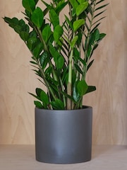 Beards & Daisies Graphite Real ZZ Plant in Earthenware Pot - Image 3 of 3