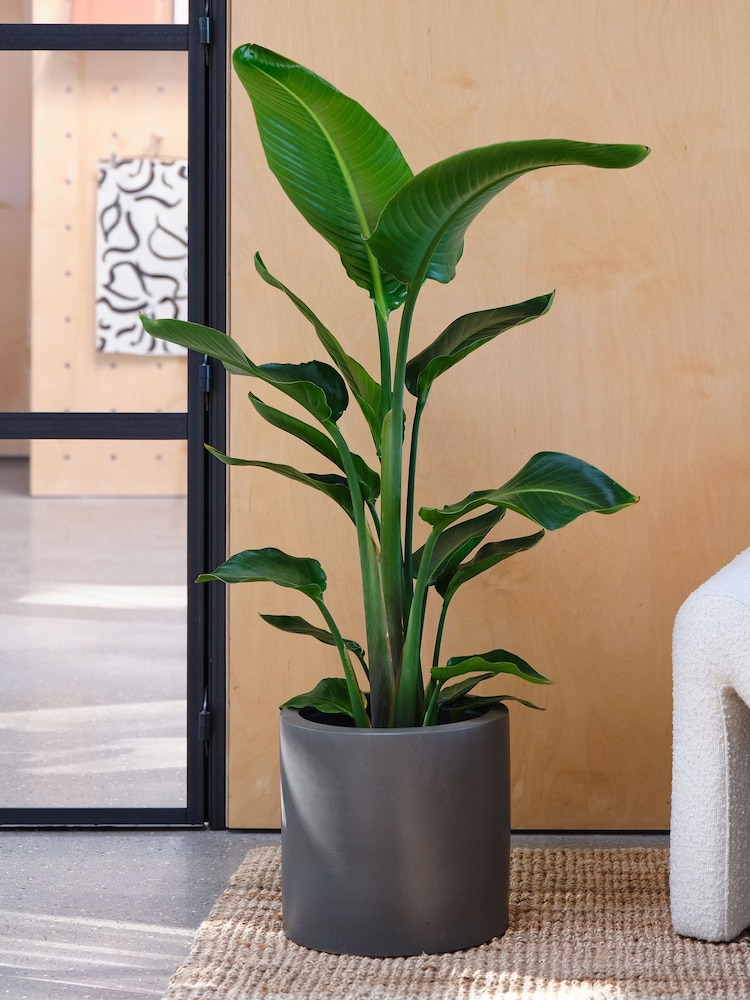 Beards & Daisies Graphite Real Strelitzia Plant in Earthenware Pot - Image 2 of 6 Beards & Daisies Graphite Real Strelitzia Plant in Earthenware Pot - Image 2 of 6