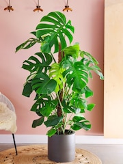 Beards & Daisies Graphite Real Monstera Swiss Cheese Moss Pole Plant in Earthenware Pot - Image 1 of 3