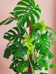Beards & Daisies Graphite Real Monstera Swiss Cheese Moss Pole Plant in Earthenware Pot - Image 2 of 3