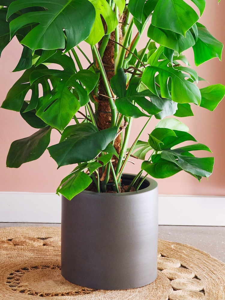 Beards & Daisies Graphite Real Monstera Swiss Cheese Moss Pole Plant in Earthenware Pot - Image 3 of 3