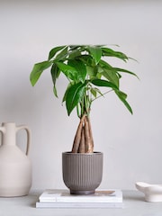 Beards & Daisies Grey Real Money Tree in Ribbed Pot - Image 1 of 4