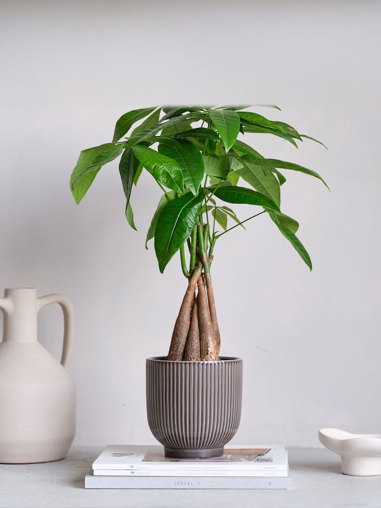 Beards & Daisies Grey Real Money Tree in Ribbed Pot - Image 1 of 4