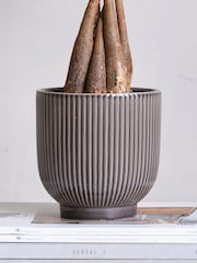 Beards & Daisies Grey Real Money Tree in Ribbed Pot - Image 4 of 4