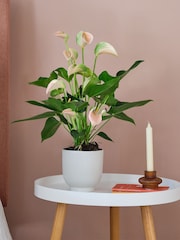 Beards & Daisies White Real Peach Anthurium Plant in Ribbed Pot - Image 1 of 3
