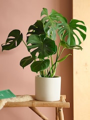 Beards & Daisies Oyster Real Monstera Swiss Cheese Plant in Earthenware Pot - Image 1 of 3