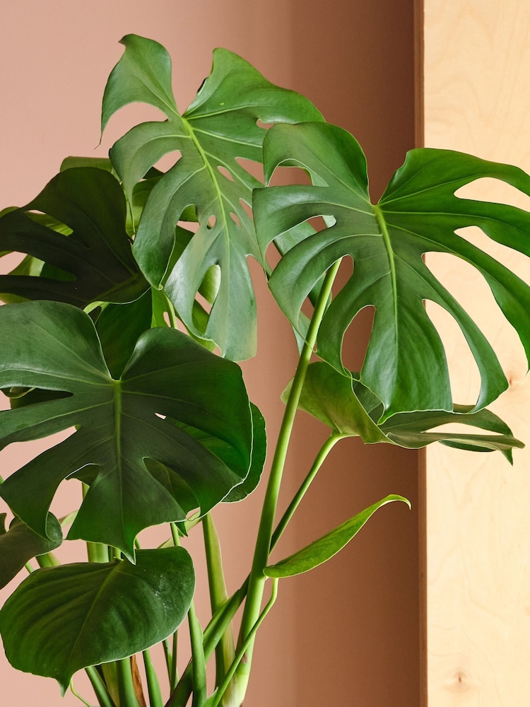 Beards & Daisies Oyster Real Monstera Swiss Cheese Plant in Earthenware Pot - Image 2 of 3