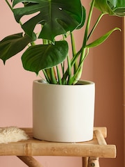 Beards & Daisies Oyster Real Monstera Swiss Cheese Plant in Earthenware Pot - Image 3 of 3