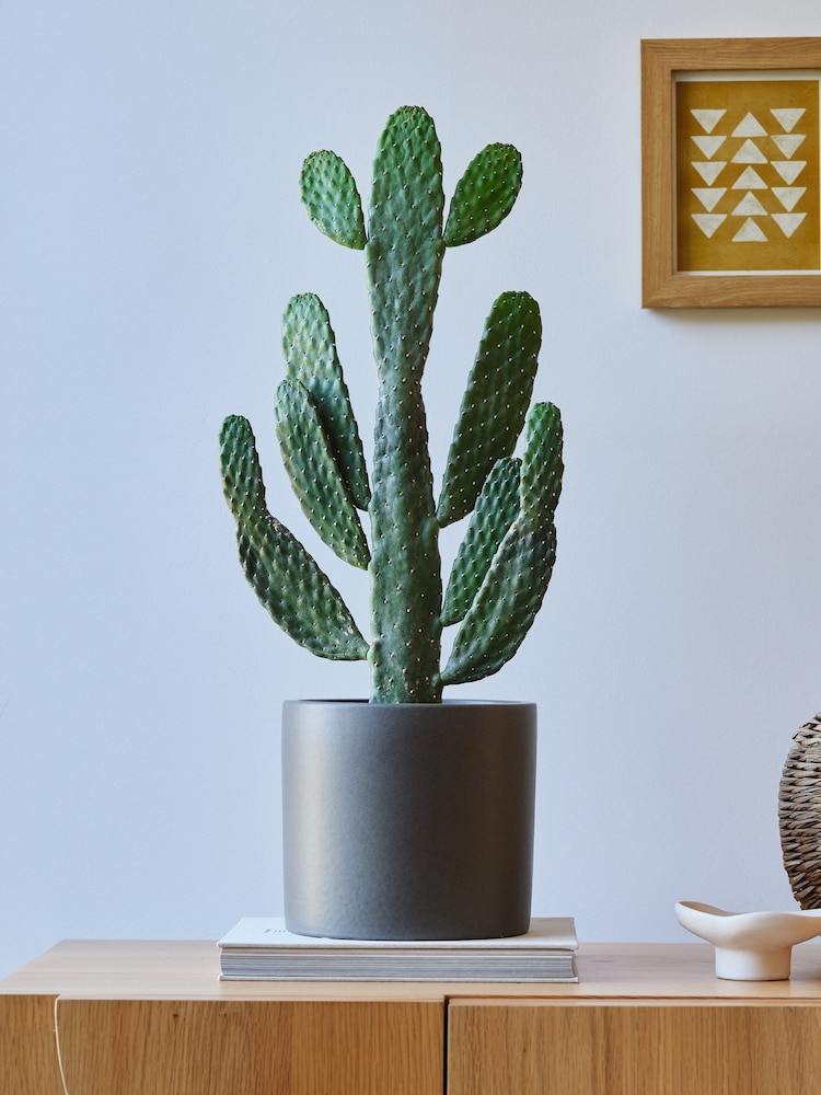 Beards & Daisies Graphite Real Cowboy Cactus Plant in Earthenware Pot - Image 1 of 4