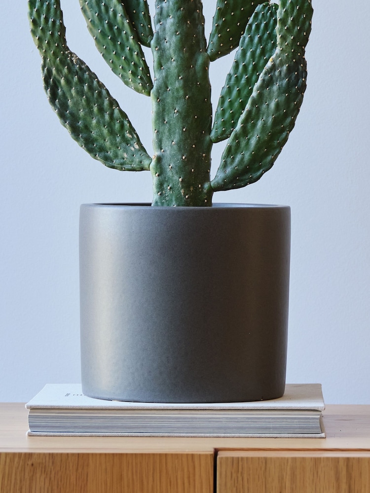 Beards & Daisies Graphite Real Cowboy Cactus Plant in Earthenware Pot - Image 4 of 4
