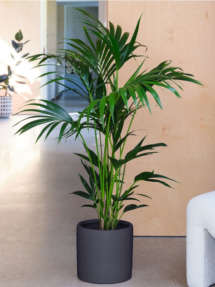 Beards & Daisies Graphite Real Kentia Palm Plant in Earthenware Pot - Image 1 of 3